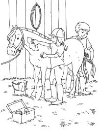 Egy ló gondozása