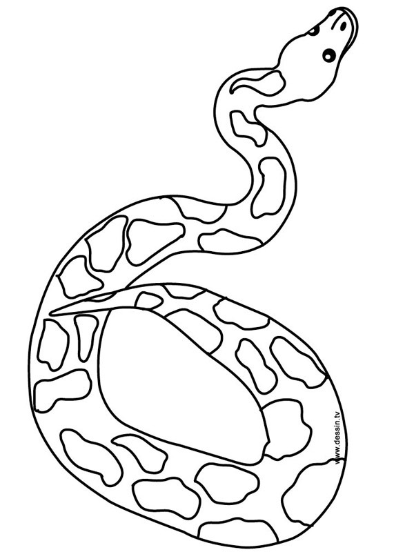 kígyó Kifestő